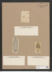 Navicula fusca Rs. (de-Toni-Nr.: Genus 1, Species 292) Zeichnungen Sammlung Grunow Nr. 657 (NHMW-BOT-W0367027)